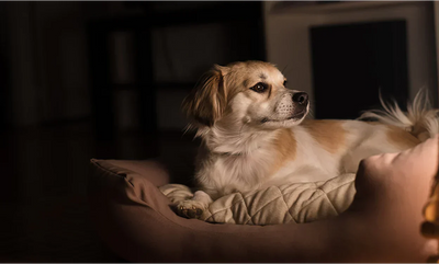 Wie lange dauert es, bis Gelenktabletten beim Hund wirken?