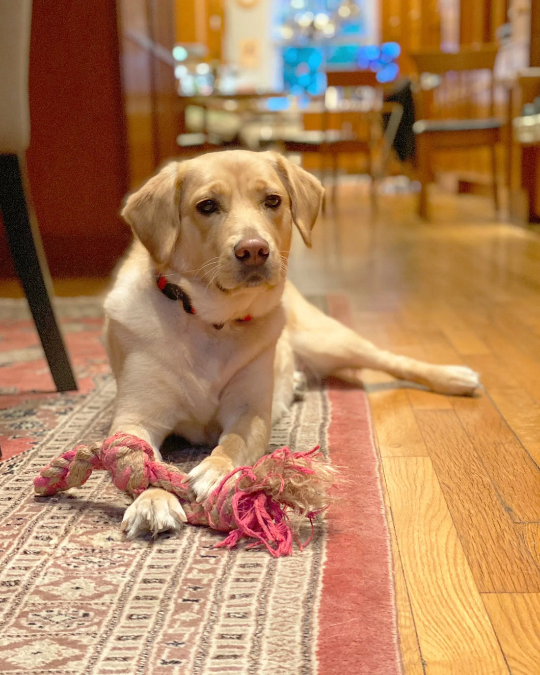 Gelenktabletten für Hunde: Wann sie sinnvoll sind und worauf man achten sollte