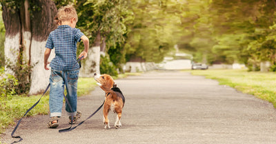 Junghund und Gelenke: Worauf Hundehalter im Wachstum achten sollten