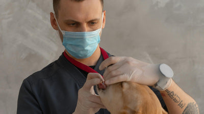 Zähneputzen beim Hund: Schritt-für-Schritt Anleitung für den Alltag