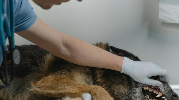 Zahnpflege beim Hund im Vergleich: Putzen, Kauartikel, Gel und Zahnpulver