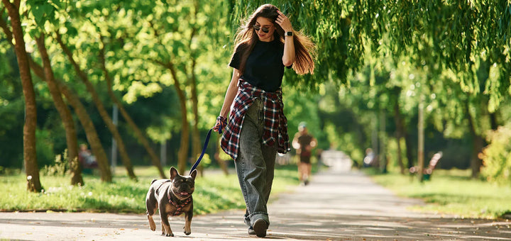 Gelenktabletten für Hunde – der große Ratgeber für Hundehalter