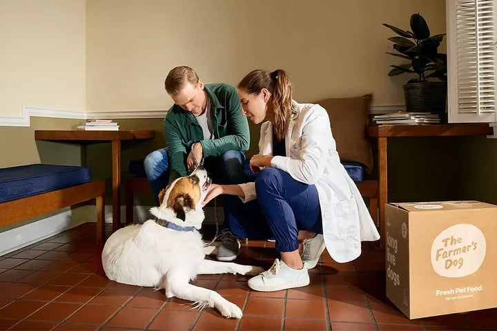Gelenktabletten für Hunde: Häufige Mythen und typische Fehler