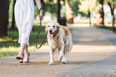 Große Hunde und Gelenke: Warum Körpergröße eine Rolle spielt
