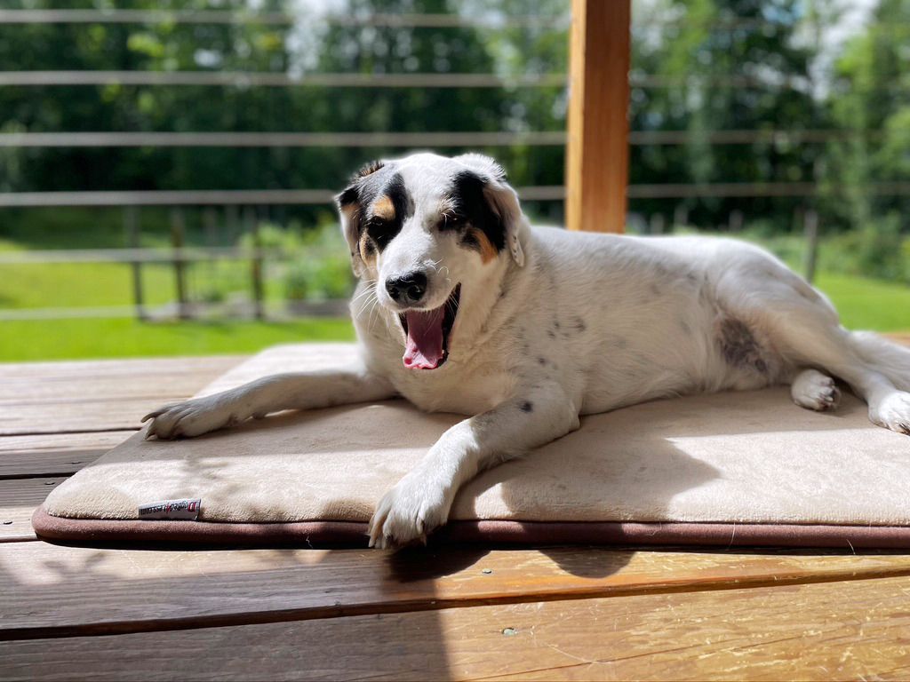 Gelenkfreundlicher Alltag für Hunde – entspannte Bewegung zuhause