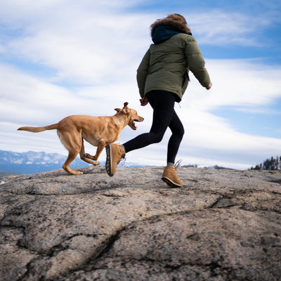 Gelenke beim Hund ganzheitlich verstehen: Ein Überblick für Hundehalter