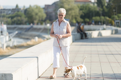 Senior Hund und Gelenke: Was sich im Alter verändert