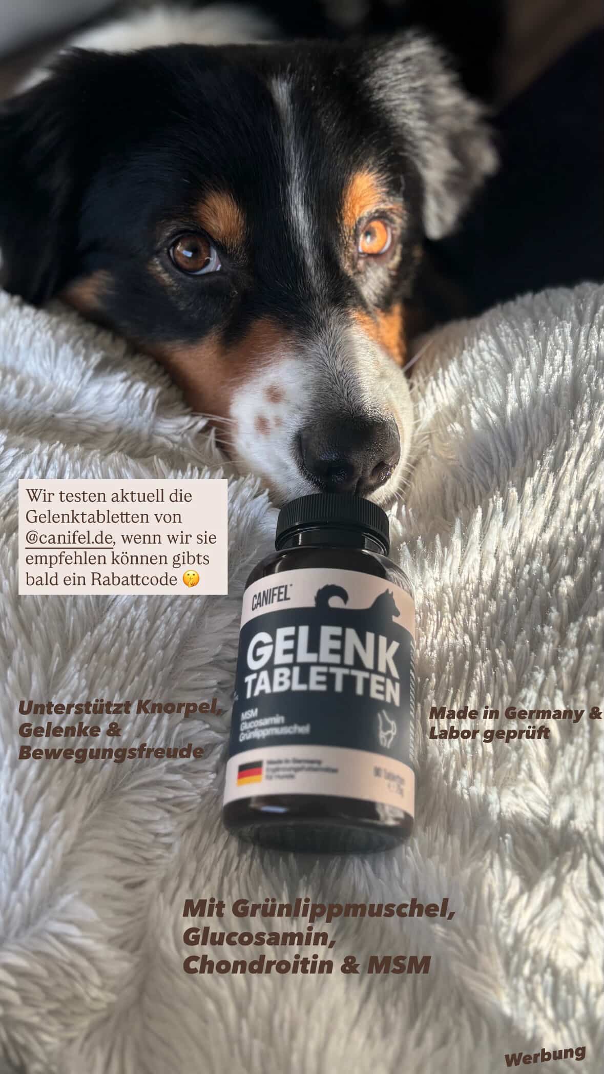 @hachikotheaussie