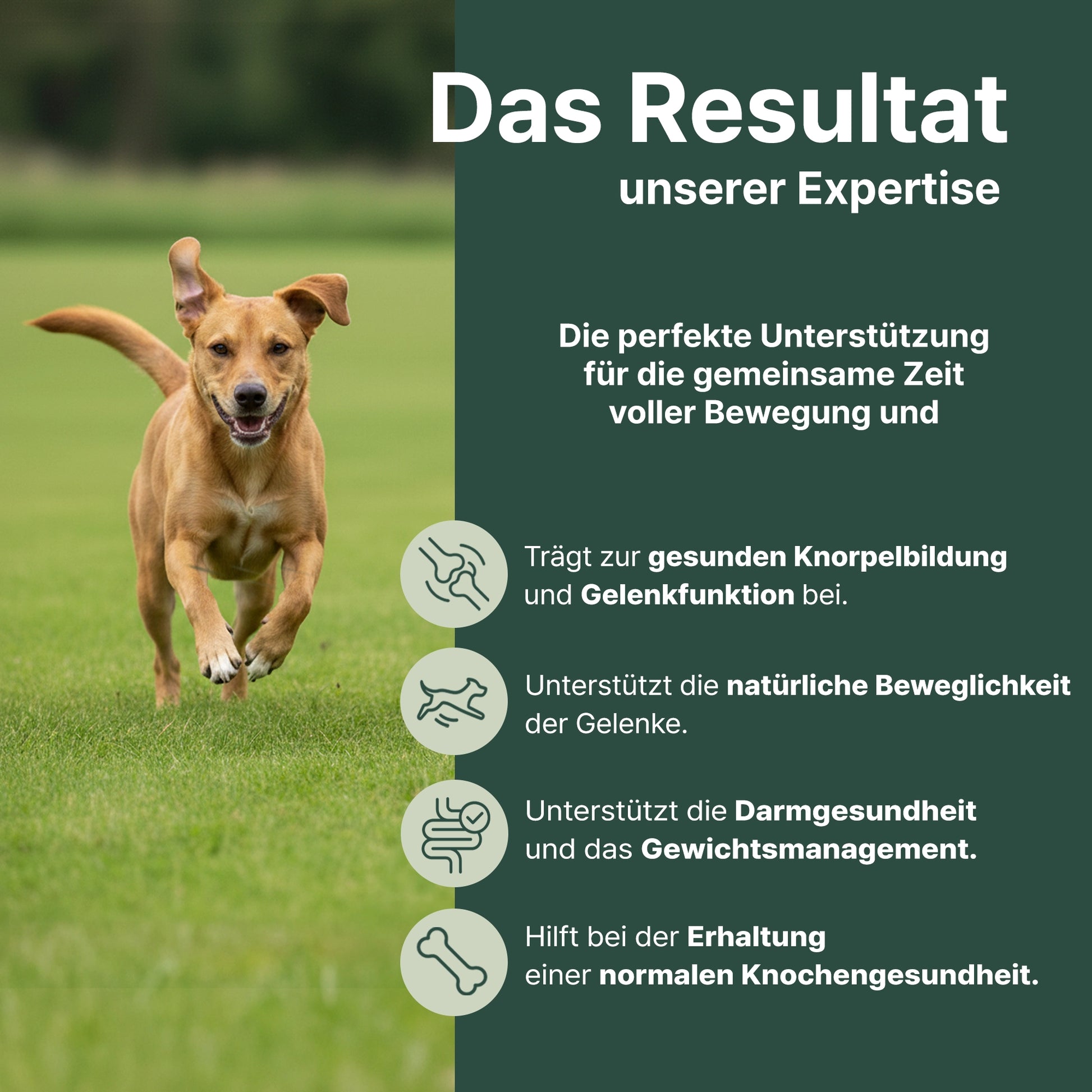 Hund in Bewegung auf einer Wiese mit Symbolen zur Unterstützung von Gelenkfunktion, Beweglichkeit, Knorpelbildung, Darmgesundheit und Knochengesundheit.