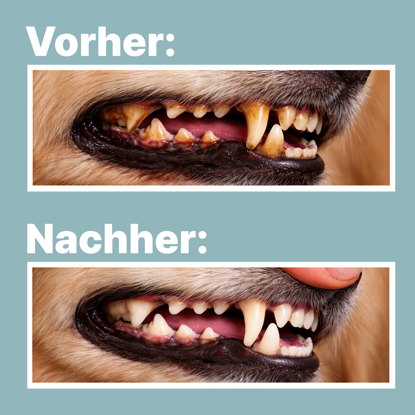 CANIFEL Zahnpulver für Hunde mit Seealgenmehl zur Vorbeugung von Zahnstein, Apothekerrezeptur, für frischen Atem & Maulhygiene, Made in Germany, 250g